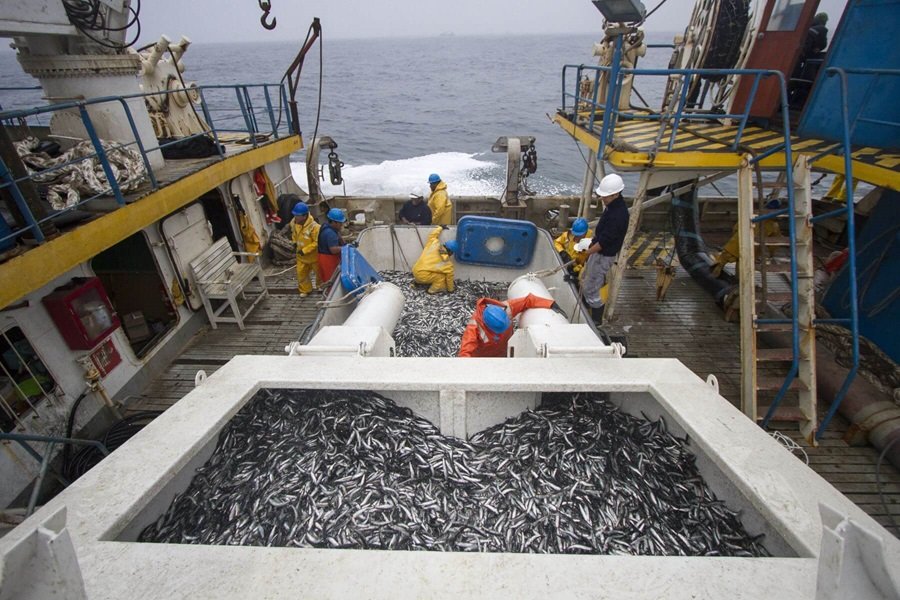 Pesca industrial de anchoveta: Cuatro datos importantes sobre su impacto positivo en el Perú