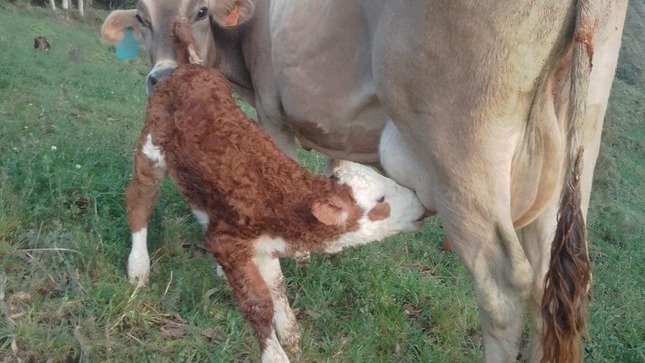 INIA logra nacimiento de dos nuevas crías de ganado vacuno por inseminación artificial en la región de Ancash