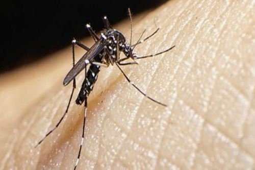 Consejos para prevenir el contagio de dengue