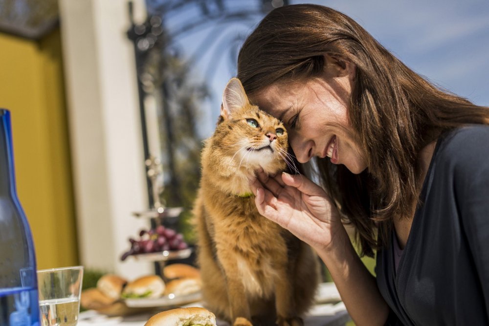 Día Mundial del Gato: ¿Cómo mantener una buena relación entre gatos y perros?