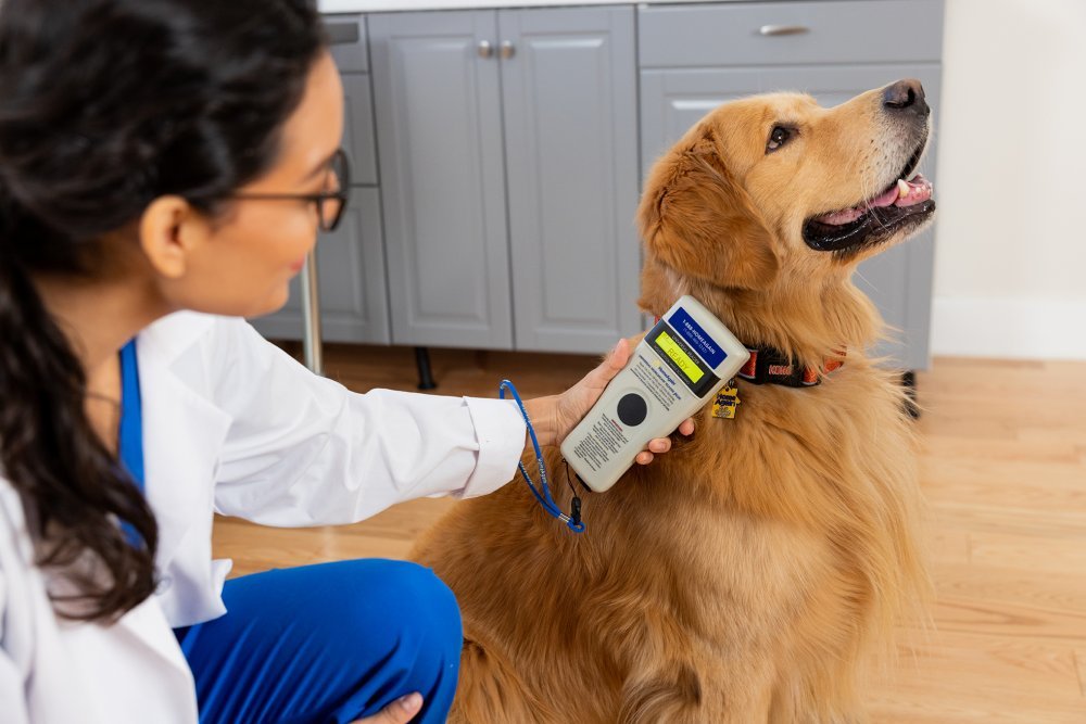 Descubre las 4 Especialidades de la Medicina Veterinaria para nuestras mascotas