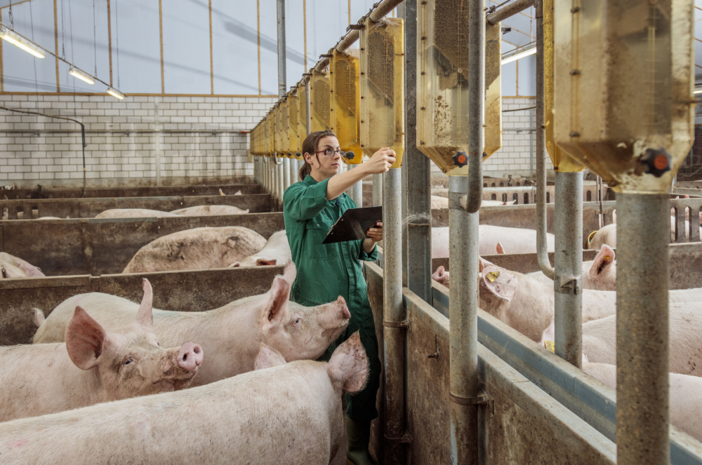 Innovación en ganadería: 4 tendencias que revolucionan  el bienestar de los animales en granjas