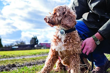 Adopción de mascota: Encuentra el compañero ideal para tu estilo de vida